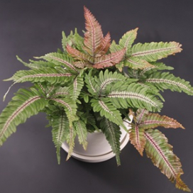 FERN Candy Striped